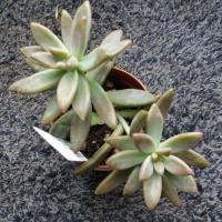 20171217 110151 copier 