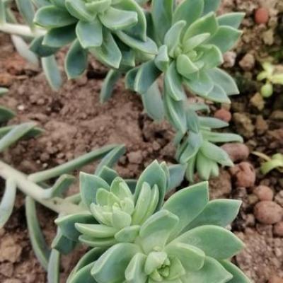Graptosedum 'Cesar'