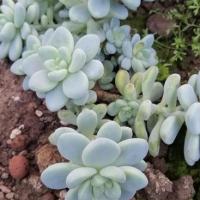 Clavatum bleu copier 