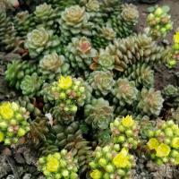 Cremnosedum little gem 1 