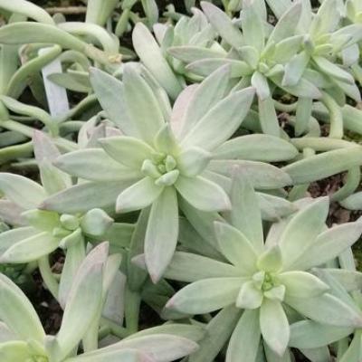 Graptosedum 'Darley Sunshine'