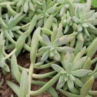 Francesco baldi copier 