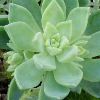 Graptosedum 'Gaëlle-Aline'