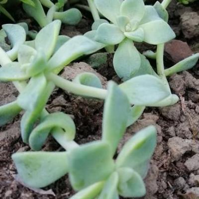 Graptosedum 'Ghosty'