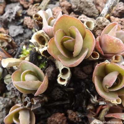 Hylotelephium beach party