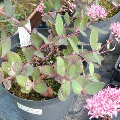 Hylotelephium birthday party 2 copier 