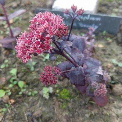 Hylotelephium black beauty 2 copier 