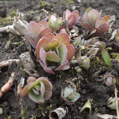 Hylotelephium class act