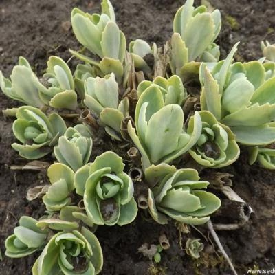 Hylotelephium elsie s gold