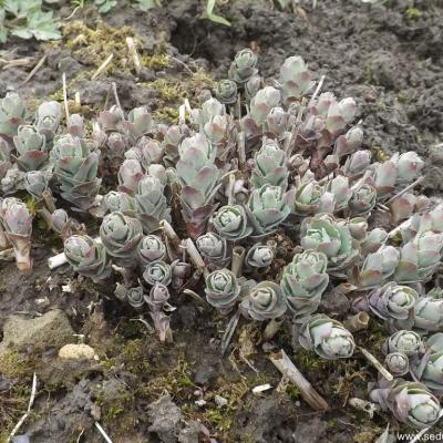Hylotelephium fabaria var borderi copier 1
