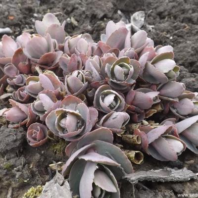 Hylotelephium hab gray copier 1