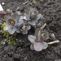 Hylotelephium imperial copier 1