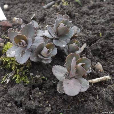 Hylotelephium imperial copier 1