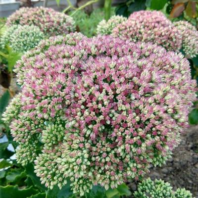 Hylotelephium jaws copier 1