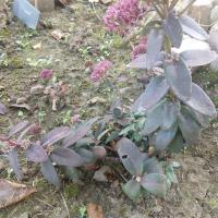 Hylotelephium marina 2 copier 