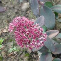 Hylotelephium marina copier 