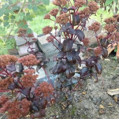 Hylotelephium orbit bronze 