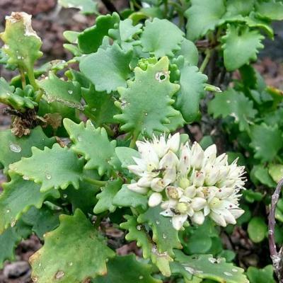 Hylotelephium populifolium - Pall