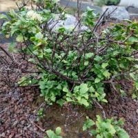 Hylotelephium populifolium 7 copier 