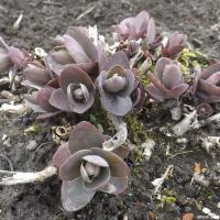 Hylotelephium purple emperor copier 2