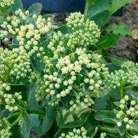 Hylotelephium sunkissed 2 copier 