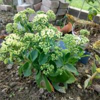 Hylotelephium sunkissed 3 copier 