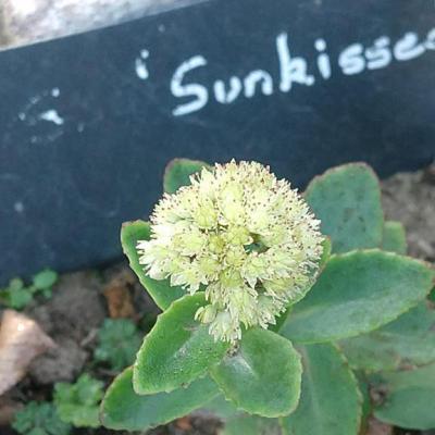 Hylotelephium sunkissed copier 