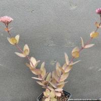 Hylotelephium thunderhead 2 copier 