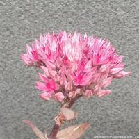 Hylotelephium thunderhead 3 copier 