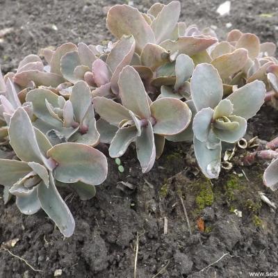 Hylotelephium xenox copier 2