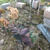 Hylotelephium yellow xenox 2 copier 