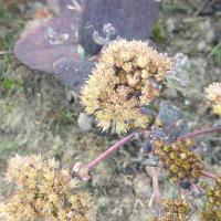 Hylotelephium yellow xenox copier 