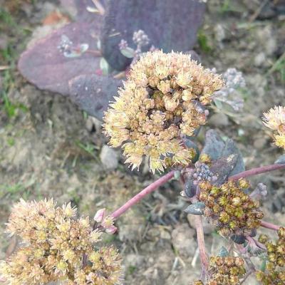 Hylotelephium yellow xenox copier 