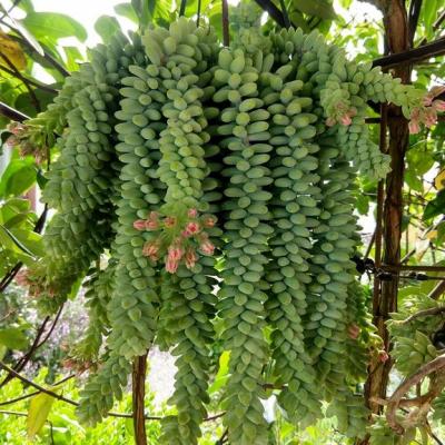 Img 20180523 104734963 hdr copier 