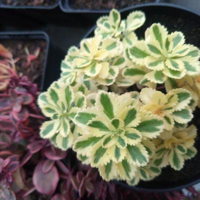 Img 20180930 193037627 ll