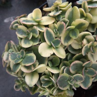 Hylotelephium 'Lime Twister'  (Sunsparkler)