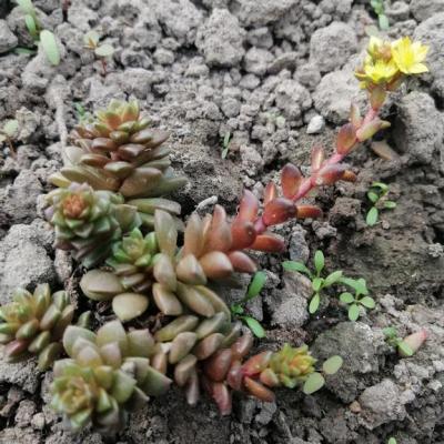 x Cremnosedum 'Little Gem'