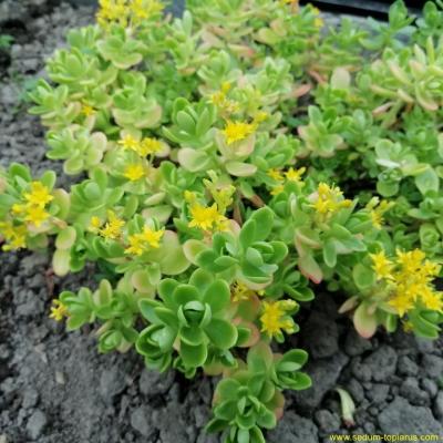 Img 20190517 191322 copier 