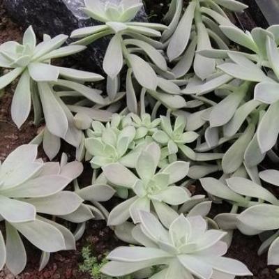 Graptopetalum paraguayense