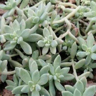 Graptopetalum 'Mirinae'