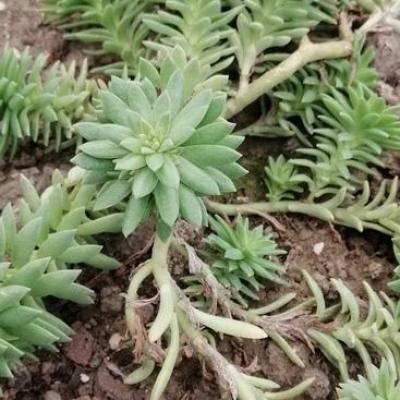 Graptosedum 'Mediterranean Mistery'