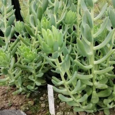 Sedeveria 'Wray's Rogue'