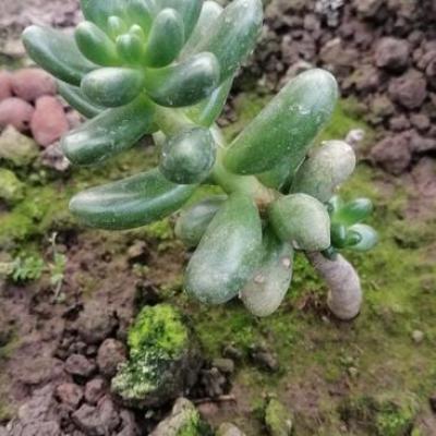 x Cremnosedum 'Crocodile'