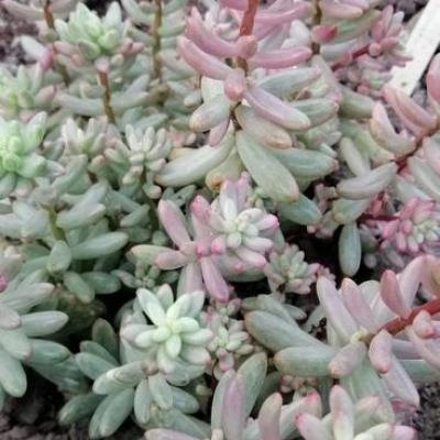 Img 20200112 163119 copier 