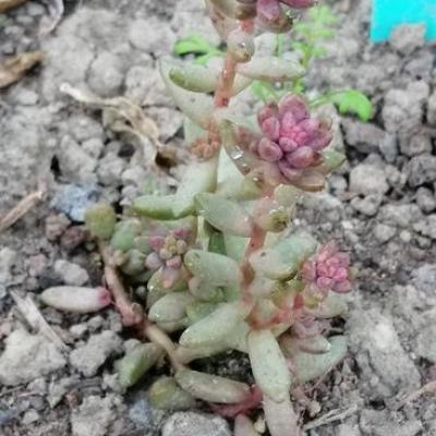 Sedeveria 'Whitestonecrop'