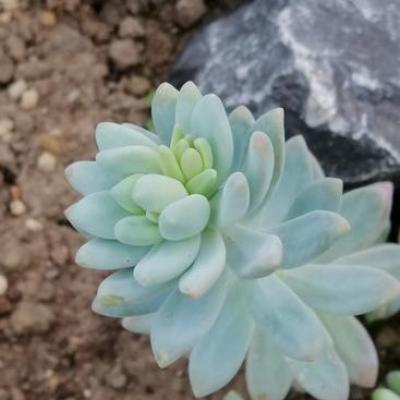 Graptosedum 'Blue Giant'