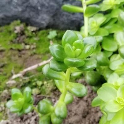 Lucidum obesum copier 