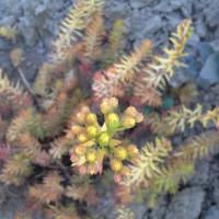 Petrosedum rupestre angelina 3 