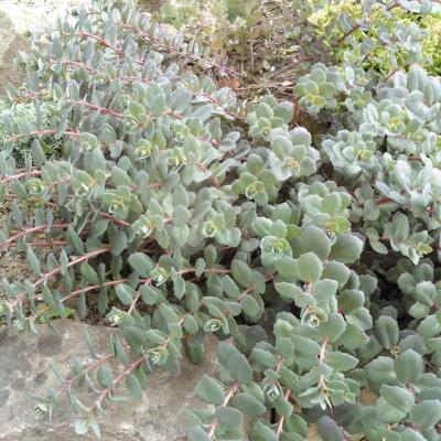 Hylotelephium 'Bertram Anderson'