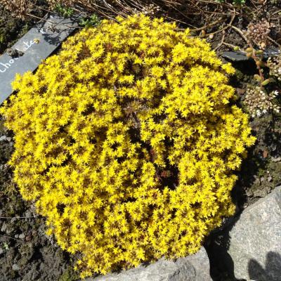 Sedum 'Chocolate Ball'